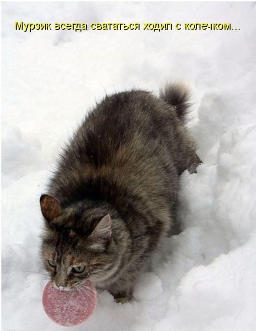 Лучшие котоматрицы недели