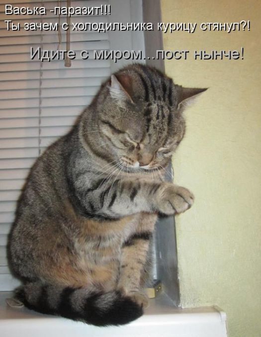 Лучшие котоматрицы недели