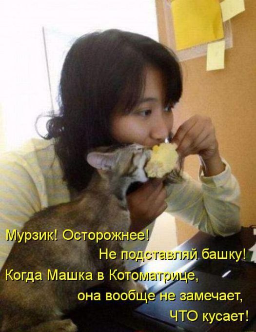 Лучшие котоматрицы недели