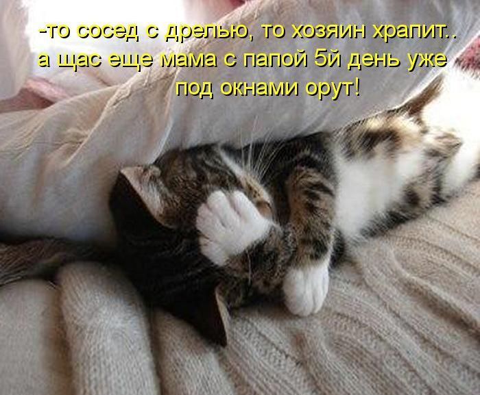Лучшие котоматрицы недели