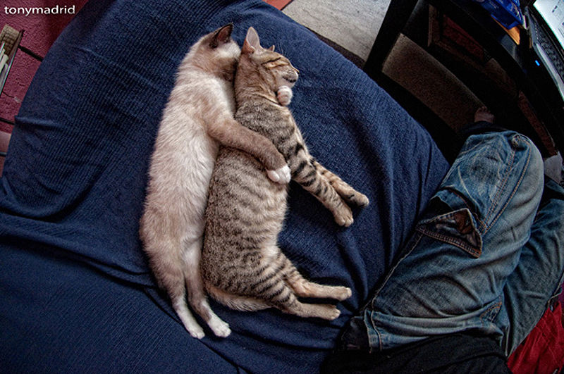  25 кошачьих поз для сна