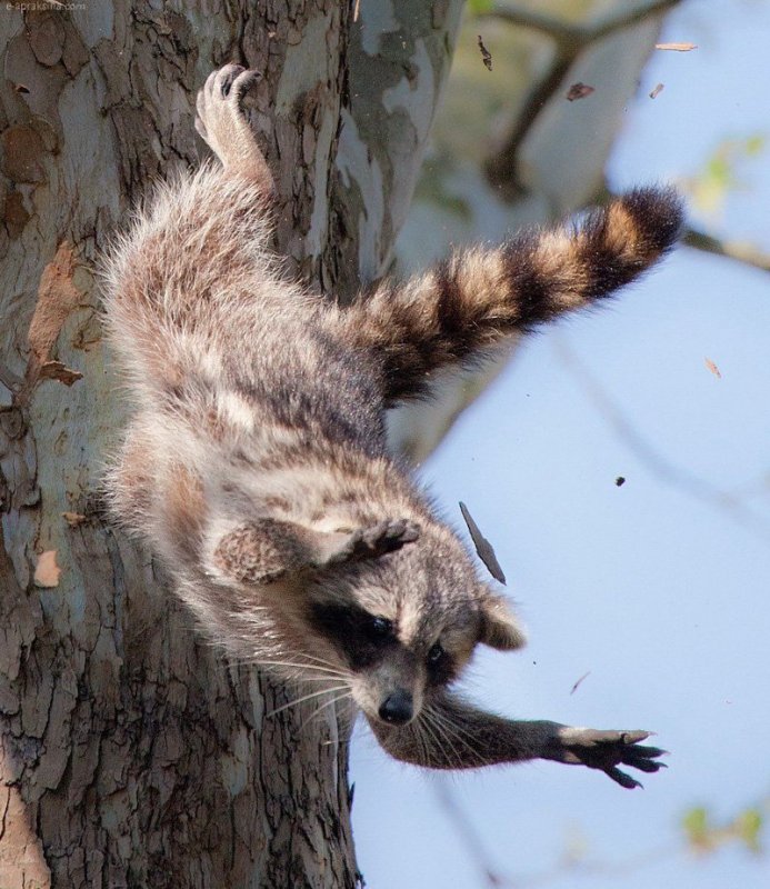 Большая подборка замечательных фото животных.