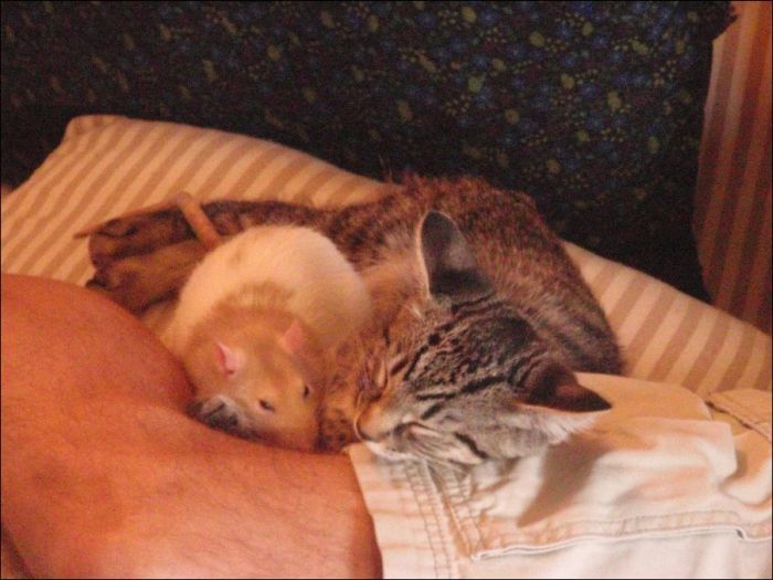 Кот и крыса отношения Кот и крыса отношения