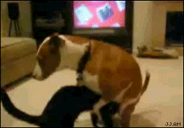 140346714c5abf736b21d6e5bb803897.gif