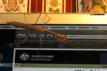 1304618805_mantis-vs-mouse-cursor.gif