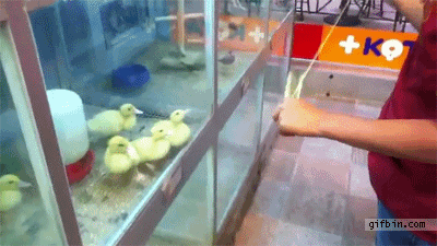 1304618605_ducklings-vs-yo-yo.gif