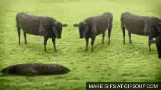bd9a27c98c5973eb7e7efdad9d682eaa.gif