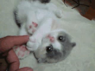 6ec7927a0908c3a7ccf16b1d3e87fa7c.gif