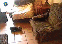 goggy.gif