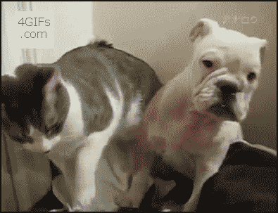 6152b186_47cd_dcf4.gif