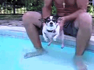 dogswimming24.gif