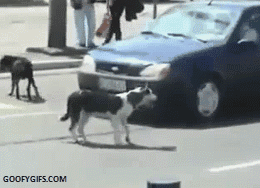63f002b3_61d0_b4af.gif