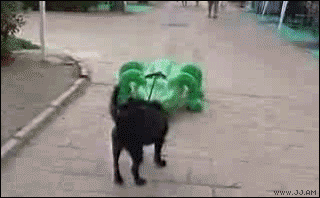 funny_dog.gif