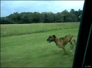 cuivm.gif