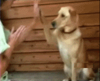 1451.gif