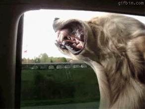 funny61.gif