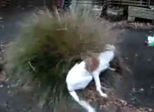 ipi1.gif