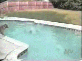 dogsaveee13.gif