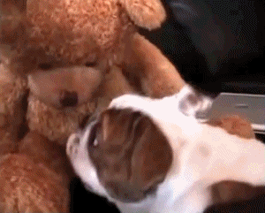 dogbear24.gif