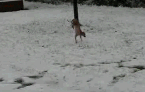 hondloop.gif