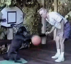 dogbasketball24.gif