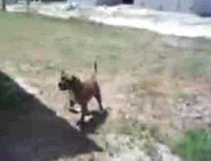 doggy16.gif