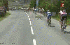 1257332695_cyclist_vs__dog0.gif
