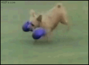 dog_runs_dumbbell.gif