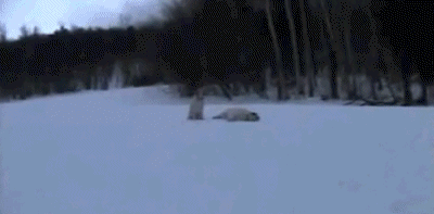 dogsledge24.gif