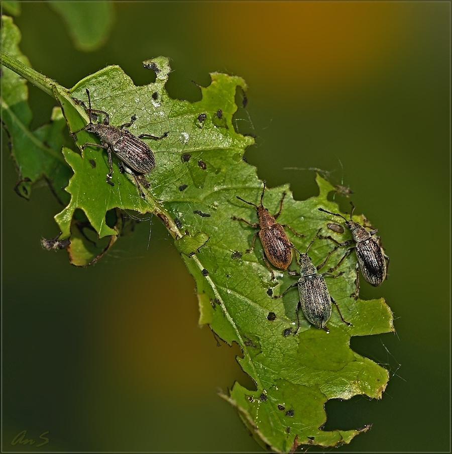 P5229225_tn.jpg