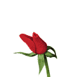rose_open-1.gif