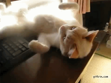 1307119674_cat_falls_off_table_like_a_boss.gif