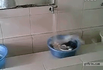 Смешной котенок
