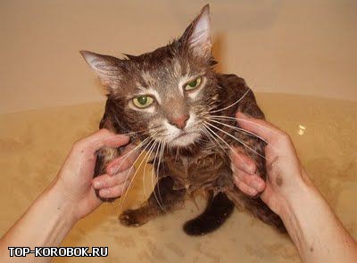 Мокрые кошки