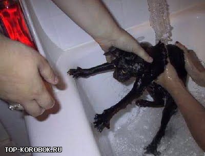 Мокрые кошки смешные