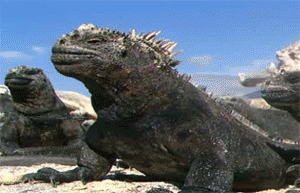 Squirting+Lizards+lizards+sneezing+dont+forget+to+thumb+up_a83dd4_2604044.gif