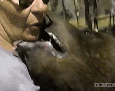 1315849417_woman_frenchkisses_bear.gif