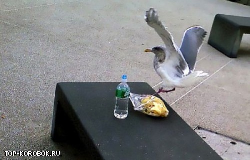 pets_steal_food_18.jpg