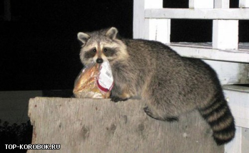 pets_steal_food_14.jpg