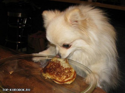 pets_steal_food_17.jpg