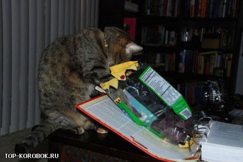 pets_steal_food_13.jpg