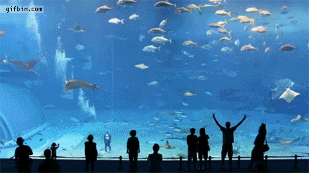 1318525381_sea_world.gif