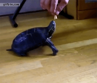 1318446660_turtle_stands_on_hind_legs_for_food.gif
