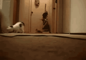 Run+Kitties+Run_93c0ff_2737778.gif