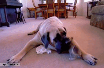 1318525433_english_mastiff_playing_with_chihuahua.gif