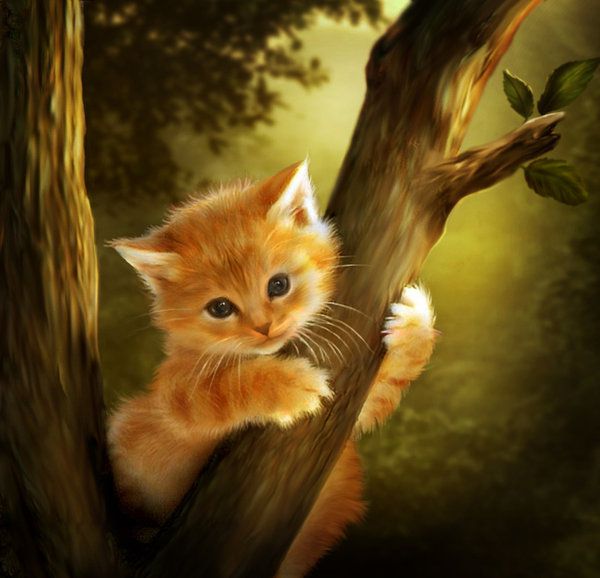 Рыжие котики