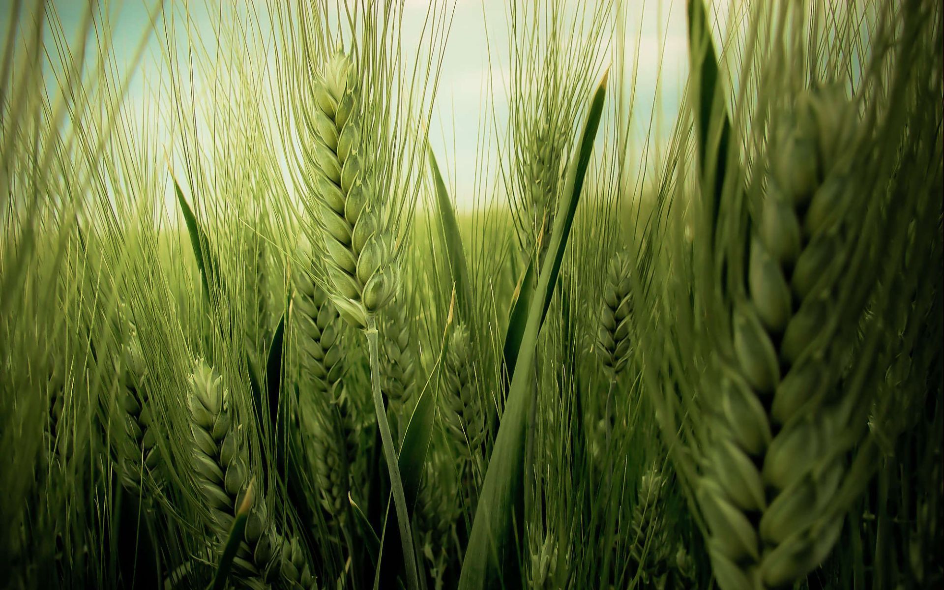 Ячмень (hordeum l.)