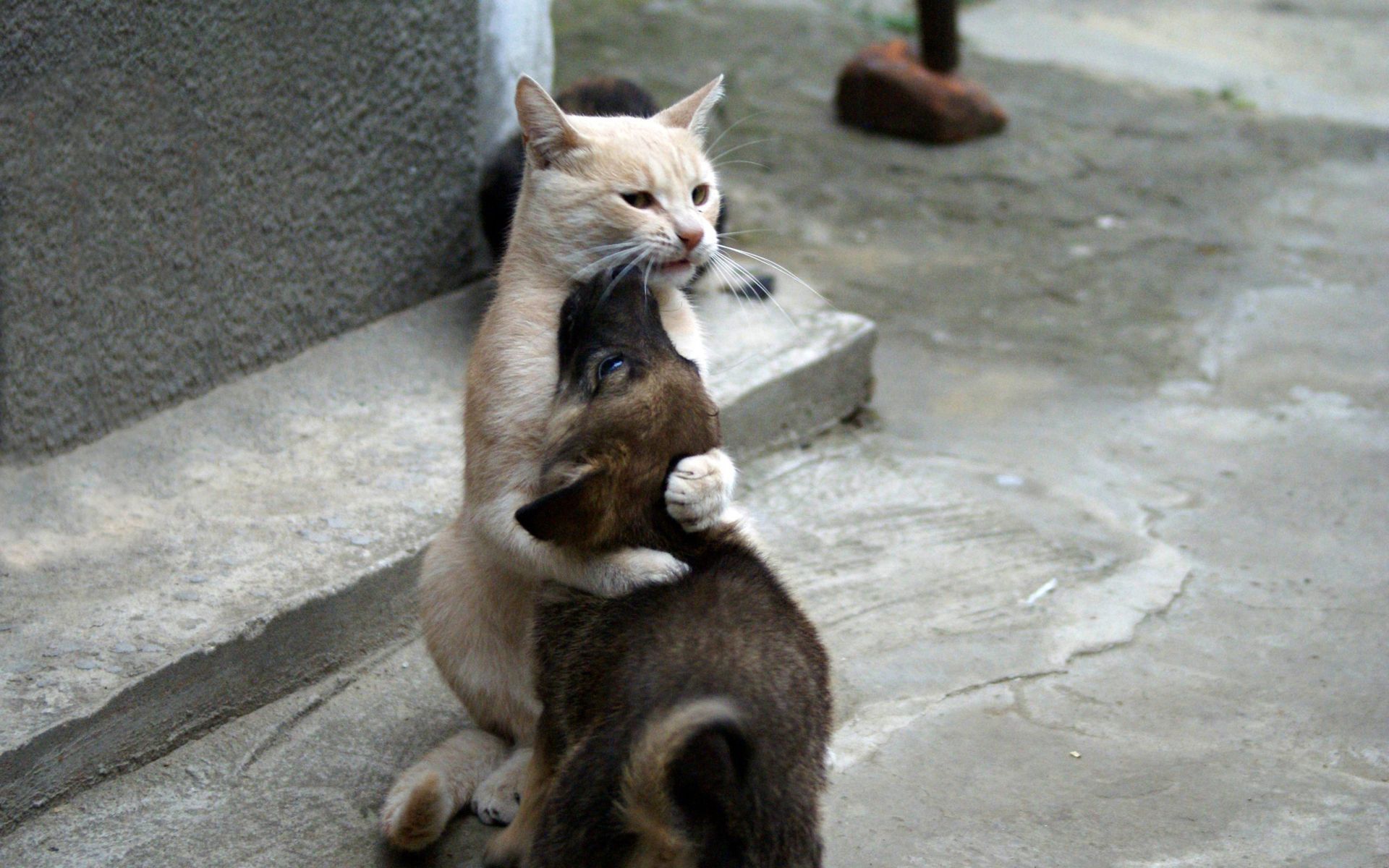 Кот обнимает