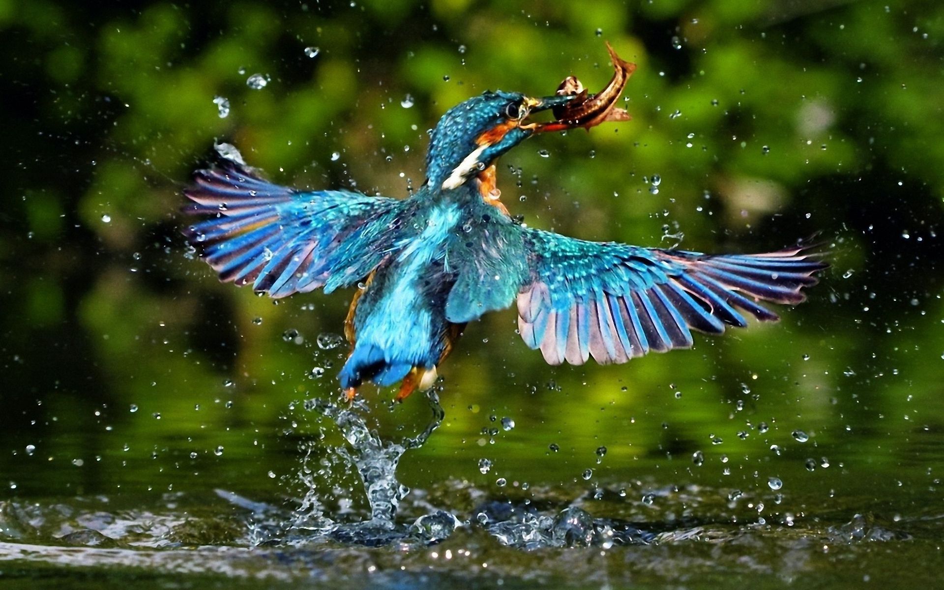 Fishing of a halcyon.jpg