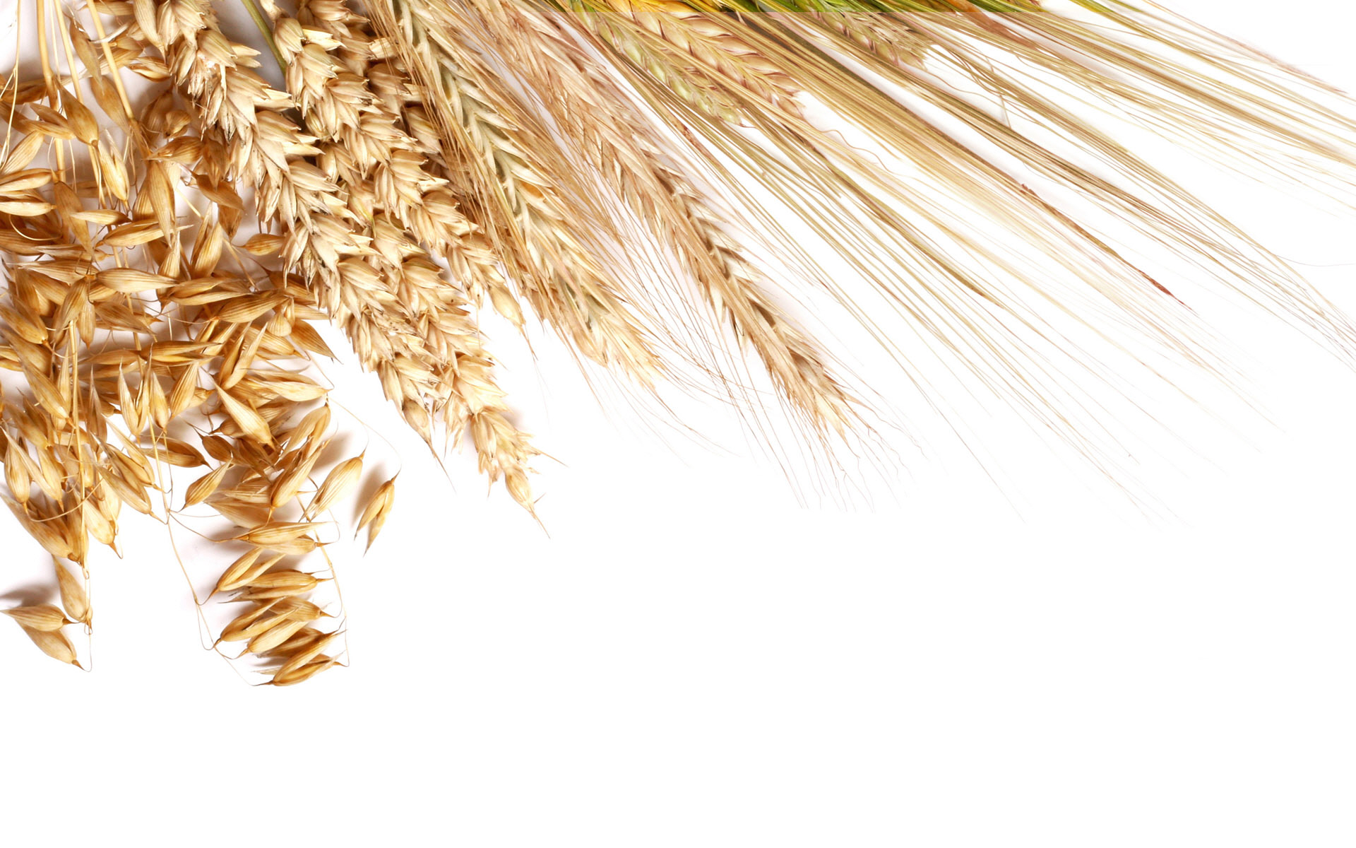Wheat-Fields-Wallpapers-29.jpg